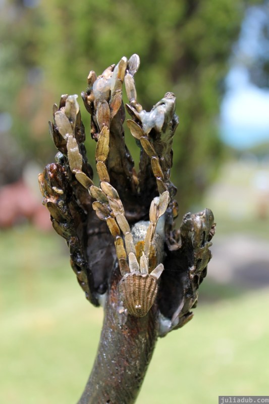 NZ Sculpture OnShore Nov 2012 (64) Helen Holmes 'Hand Stand'